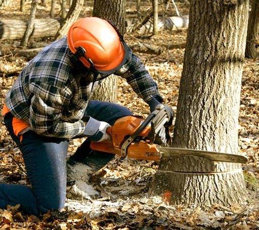 Tree Removal in Omaha, IL